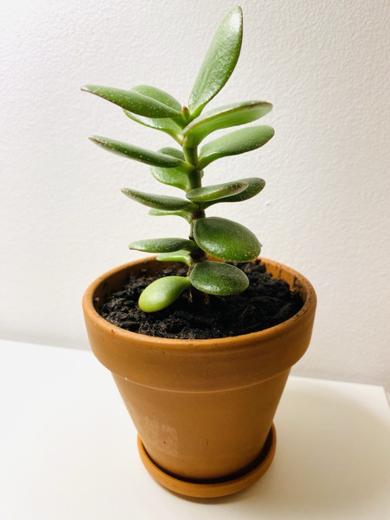 praxis-psychotherapie-meinerzhagen-wachstum-kosten